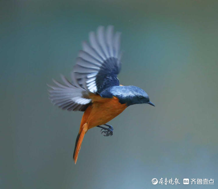 济南森林公园翩翩飞舞的北红尾鸲鸟,你爱了吗?