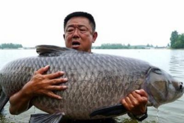 什么成语鱼_成语故事图片