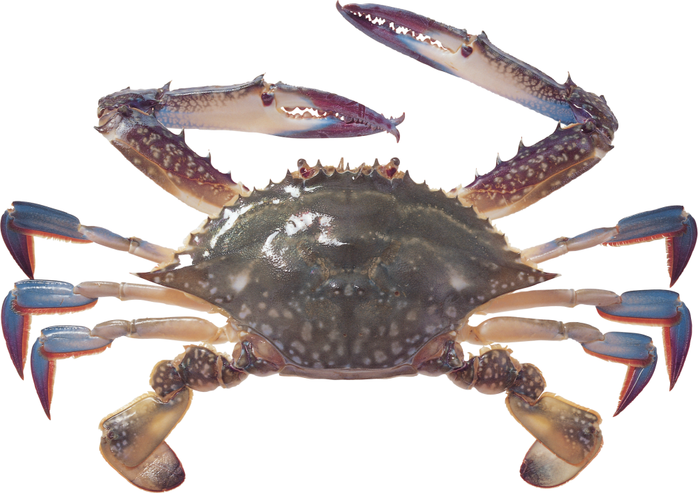 不过青海湖冬季水温很低,三疣梭子蟹能适应的温度是17-28摄氏度之间