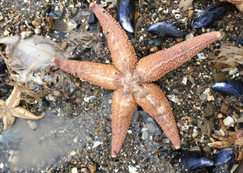 疯狂的海星,1只1天吃十几个扇贝,养殖户损失惨重,网友