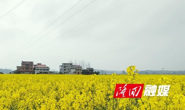 南岳庙镇油菜花海引人入胜