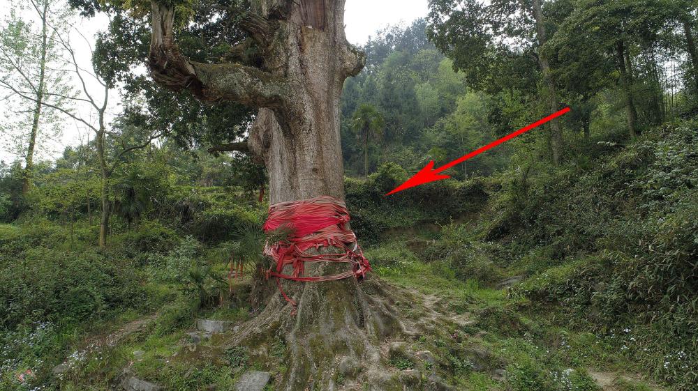 为什么现在没人种植金丝楠木?