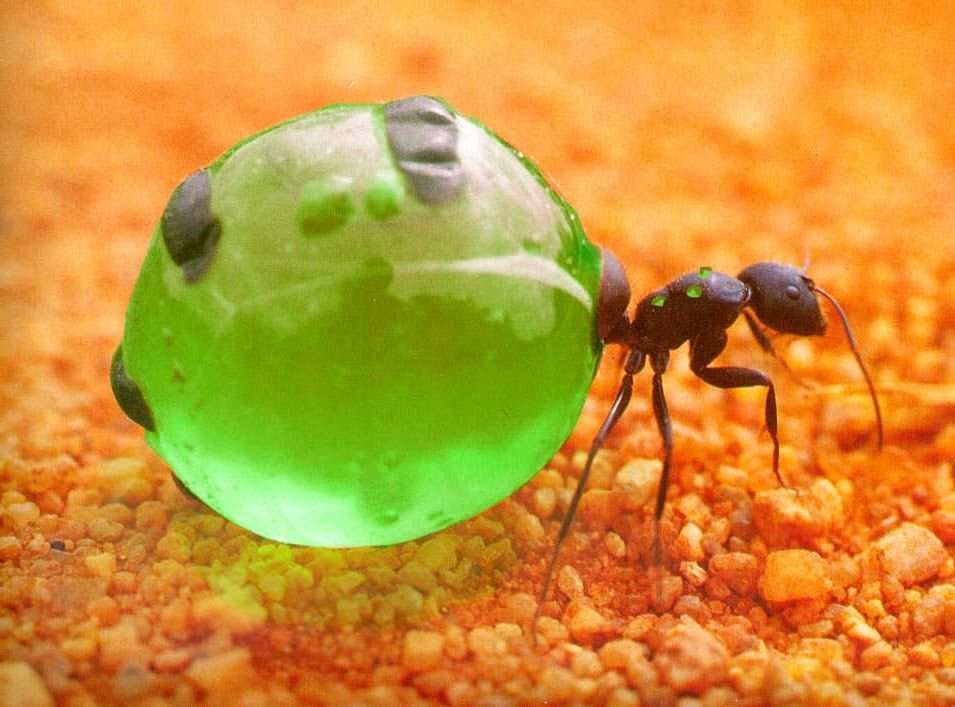 唯一能吃的蚂蚁:蜜罐蚁,肚子鼓得像葡萄,挖一窝就能让你吃饱