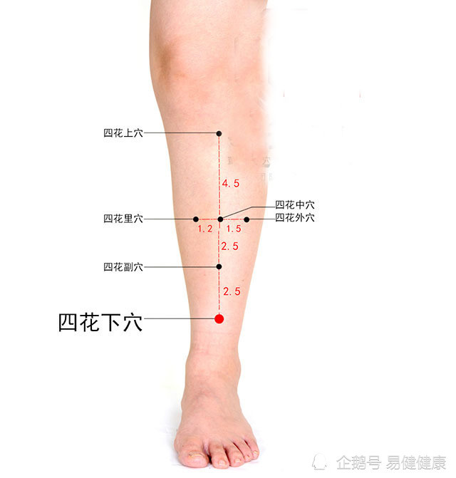 中医健康养生之人体小腿部穴位四花外穴