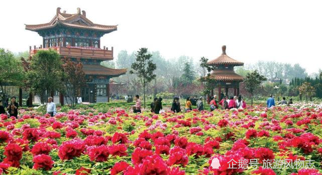 盘点河南5座花城洛阳牡丹甲天下鄢陵腊梅冠天下