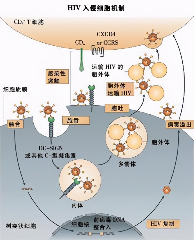 科学家无限放大:发现从未见过的画面,艾滋病毒正在感染细胞