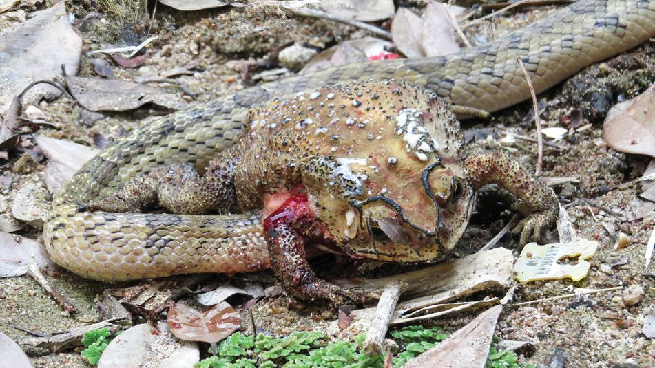 最恐怖的毒蛇:钻入猎物活体内开始吞噬,吃完内脏时外表还完好