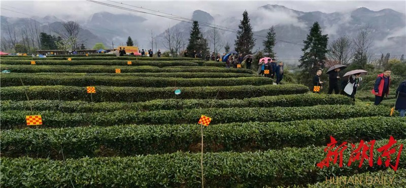 据了解,近年来,古丈县立足于当地丰富的旅游资源与少数民族文化资源