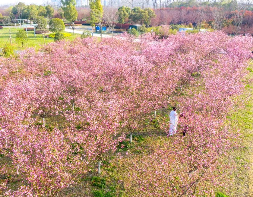 赏花时间:4月~5月赏花地点:海棠花海,大蜀山森林公园,四季花海,滨湖