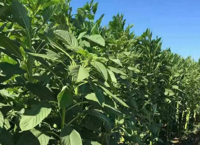 3米高的籽粒苋你见过吗天然野苋菜一年收5次产量能达15吨