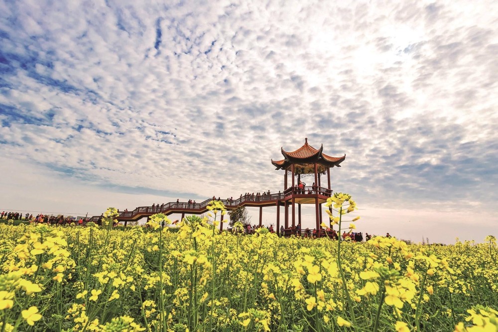 遍地金黄,位于荆门市沙洋县张池村核心景区的万亩油菜迎来了盛花期