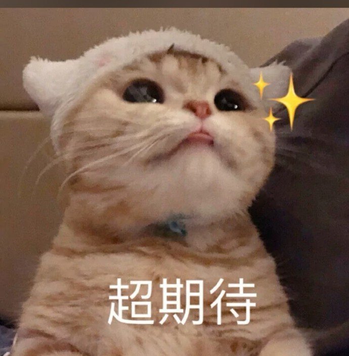 搞笑可爱表情包:软趴趴小猫咪