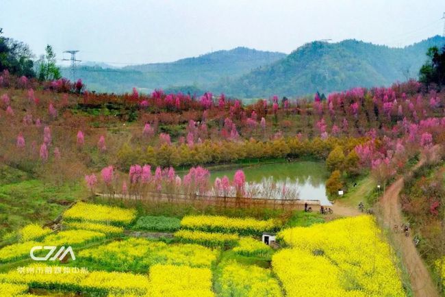 位于道明镇红旗村的那片龙柱桃花林, 再迎高光时刻.