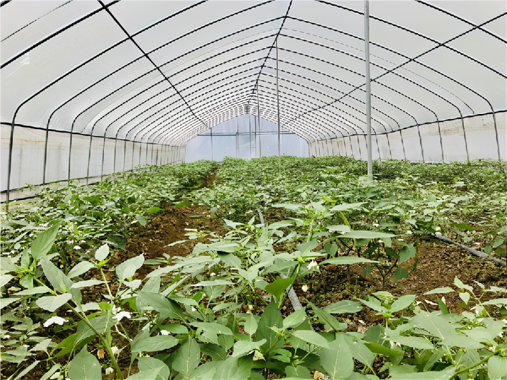 早春大棚蔬菜病虫害防治技术要点,老农讲得太实用了