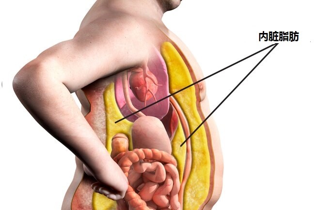 肚子大影响寿命主要是内脏脂肪多惹的祸若3个指标过高危险