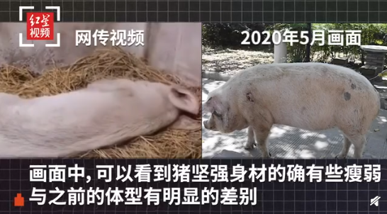 饲养员回应14岁猪坚强现状它每天能吃20斤