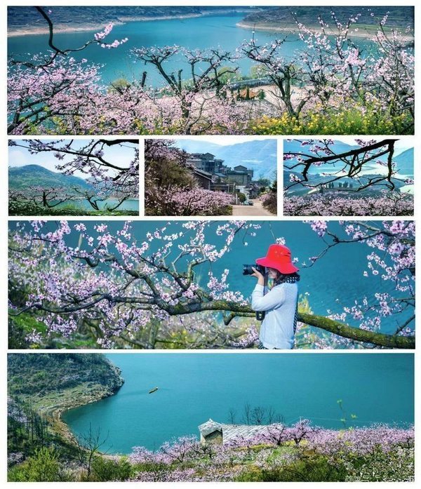 阳春三月 安顺普定桃花岛邀您来赏花