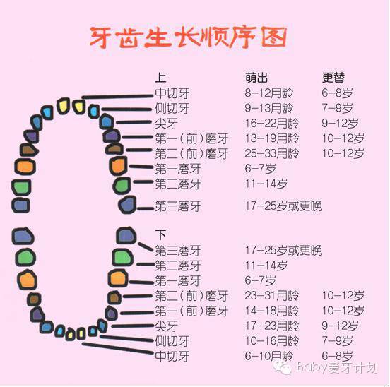 宝宝换牙顺序图建议收藏起来呀