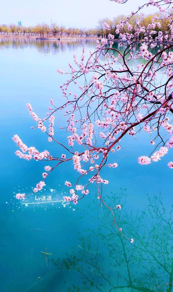 北京最美的桃花仙境～颐和园西堤