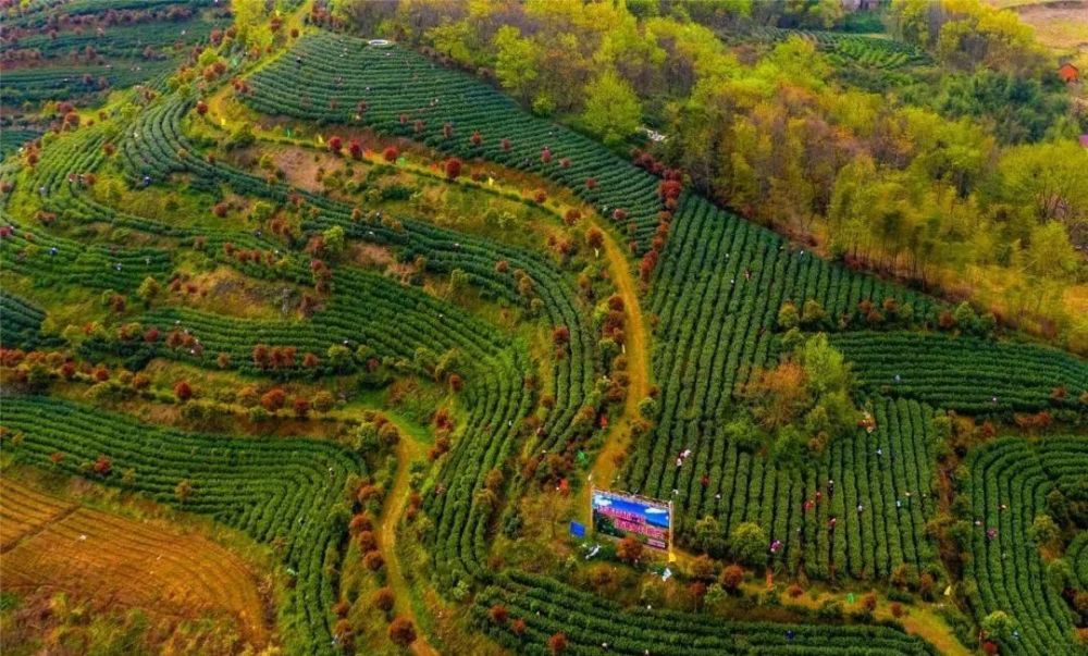 在舒城县舒茶镇石塘村二古尖山上,古尖香茶场栽种的1000多亩茶园悄然