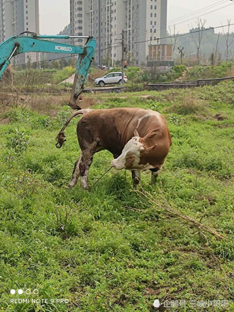 养牛遇到牛胀气,怎么解决
