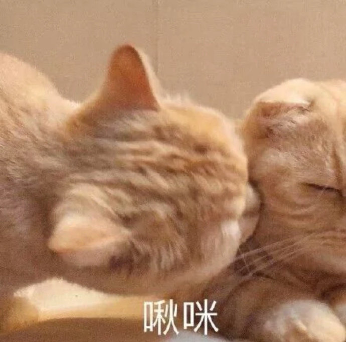 萌宠表情包:来让我咪啾一下!