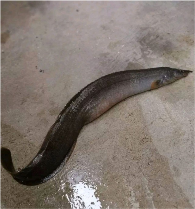 半米长的大棘鳅背上长满倒刺,能吃吗?