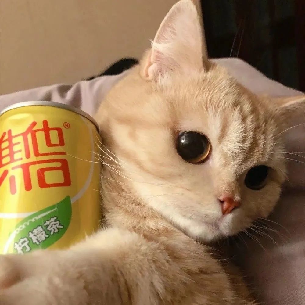 猫狗自拍头像|像极了自拍时候的你!