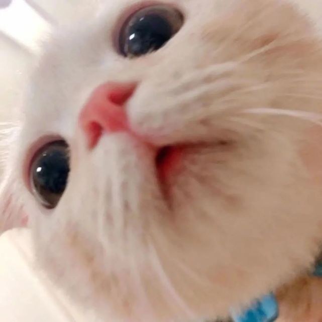 猫狗自拍头像|像极了自拍时候的你!