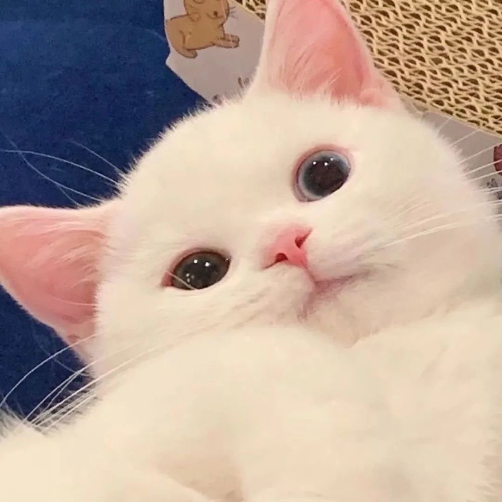 猫狗自拍头像|像极了自拍时候的你!