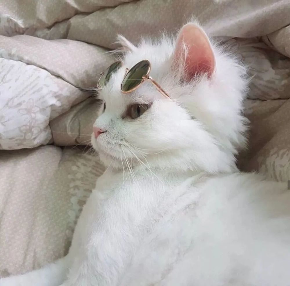 猫狗自拍头像|像极了自拍时候的你!