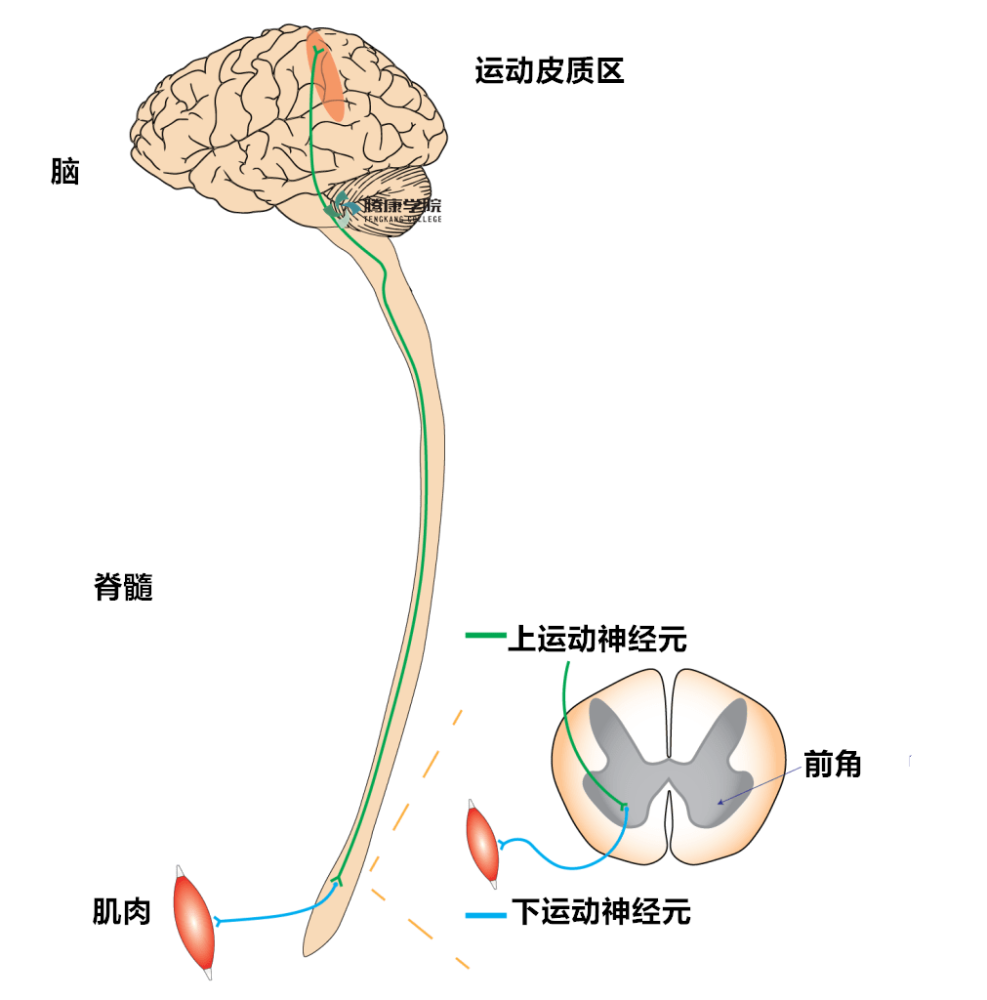 (三)骶髓2~4髓节排尿中枢以上的脊髓完全横断性病变由于脊髓排尿中枢