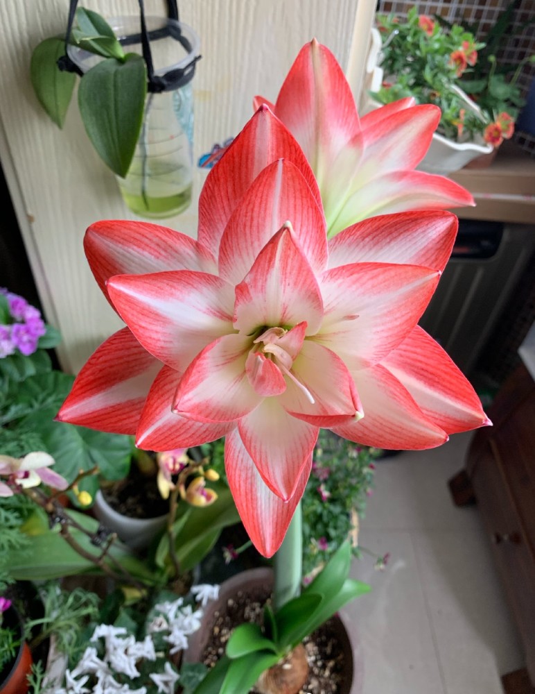 早春养花季,养棵朱顶红"花孔雀"吧,花美若仙子,每年开几次!