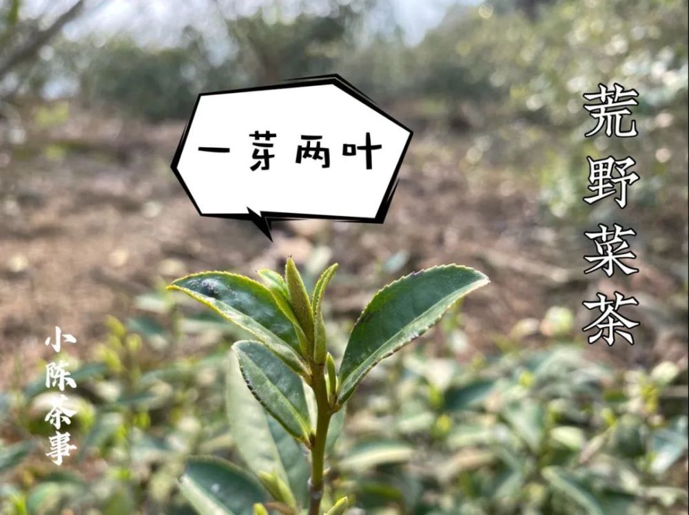 由此可知,白毫银针这四个字,是专门为大白与大毫茶的芽头怂枇 