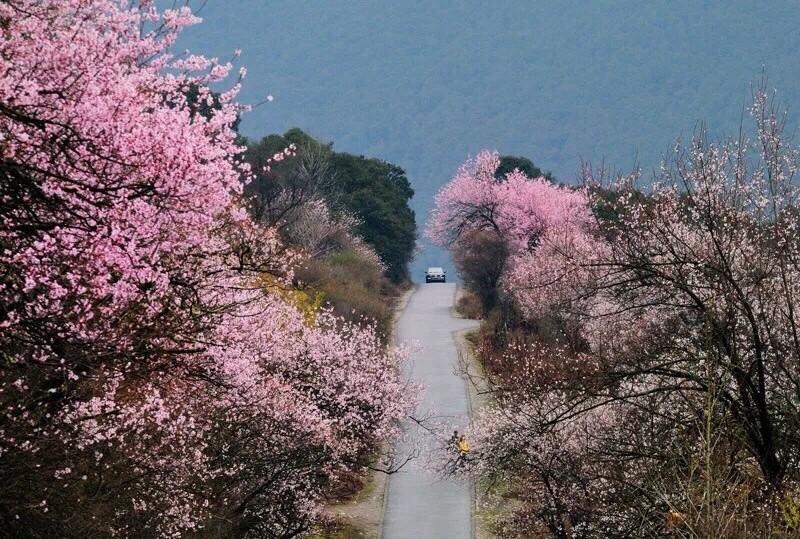 2021西藏林芝桃花节时间确定:一起到林芝欣赏十里桃花