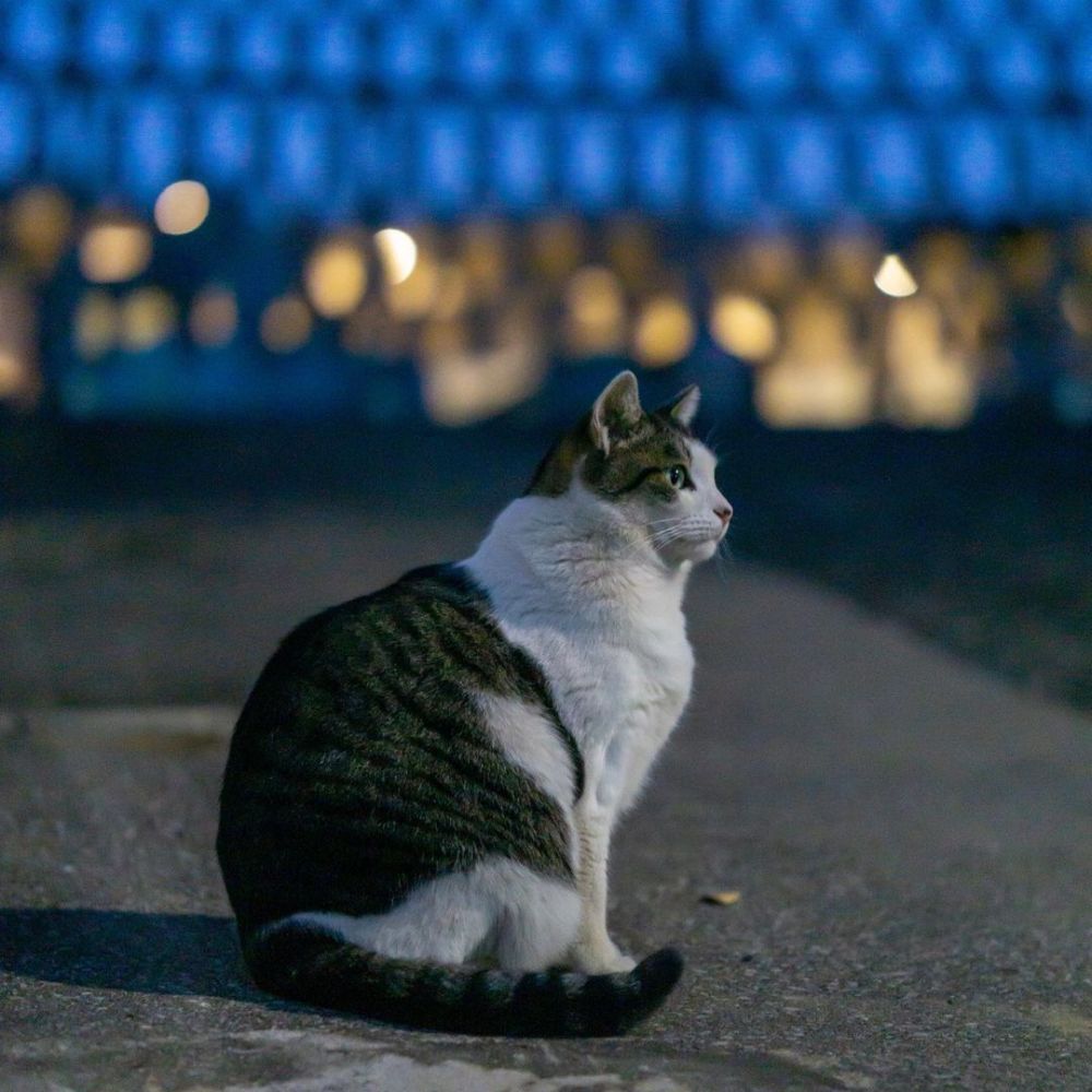 流浪猫是否会渴望,被那些对它表达友好的人类所收养?