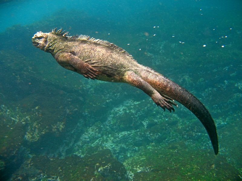 图注:在海里游泳的海鬣蜥