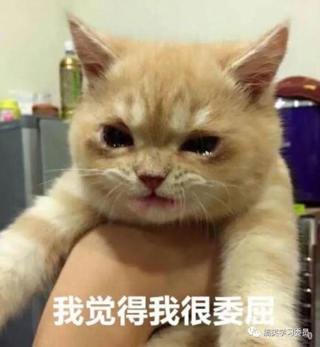 每日表情包:小仙女受不了这个委屈