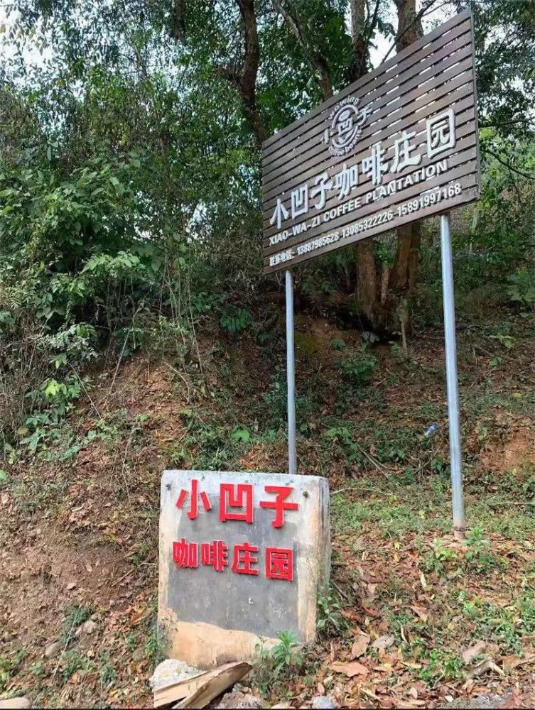 【玩场】普洱咖啡庄园图鉴!