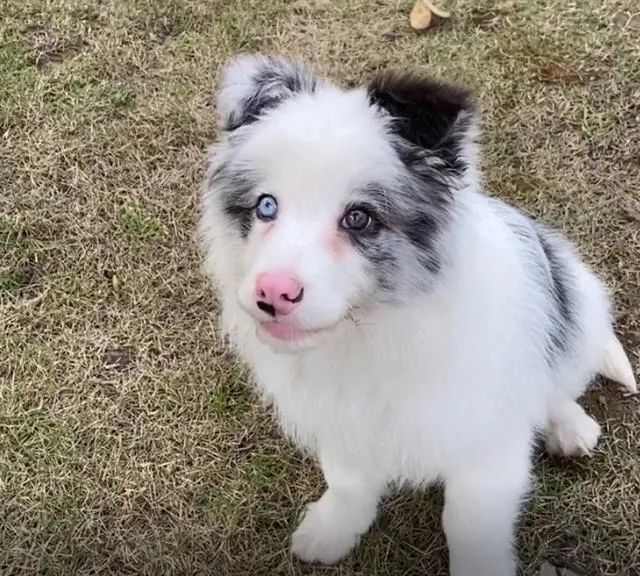 捡到一只边牧幼犬养了一晚上终于明白了它被遗弃的原因