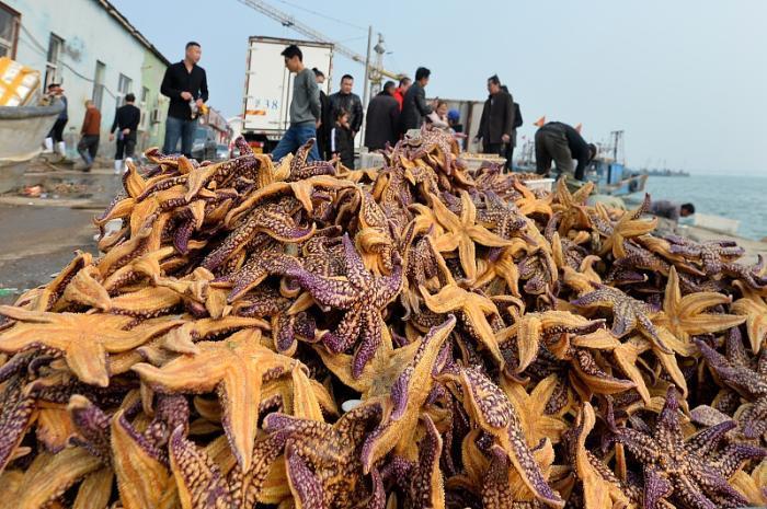 海星入侵青岛胶州湾,渔民损失超亿元,绝户网发挥了一次正能量
