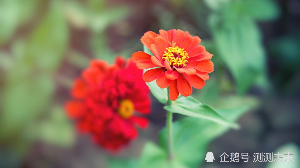 梦见有人送给我一对像小孩一样的植物，种上即可，花开富贵