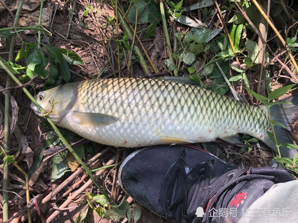 九一八腥香野战蓝鲫天下鲫怎么搭(3)