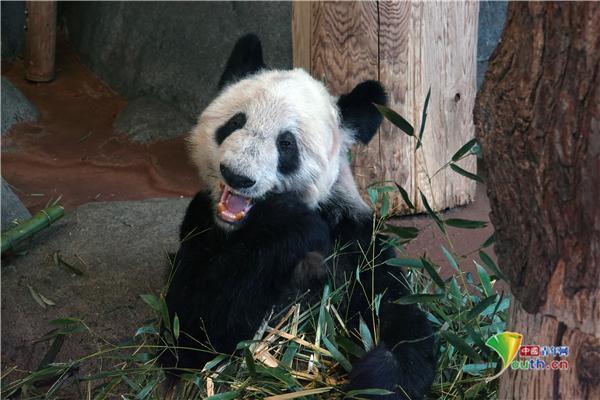 美国孟菲斯动物园大熊猫津津有味啃竹子