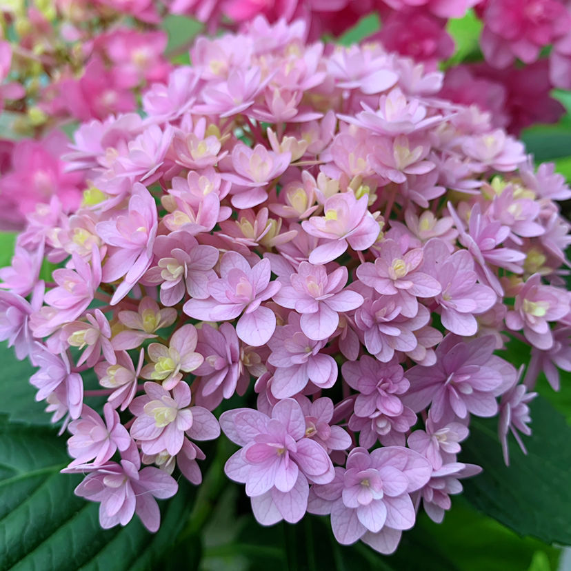 老枝开花的绣球:花手鞠,你是我的银河,灵感,雨中曲,白色天使,望乡等.