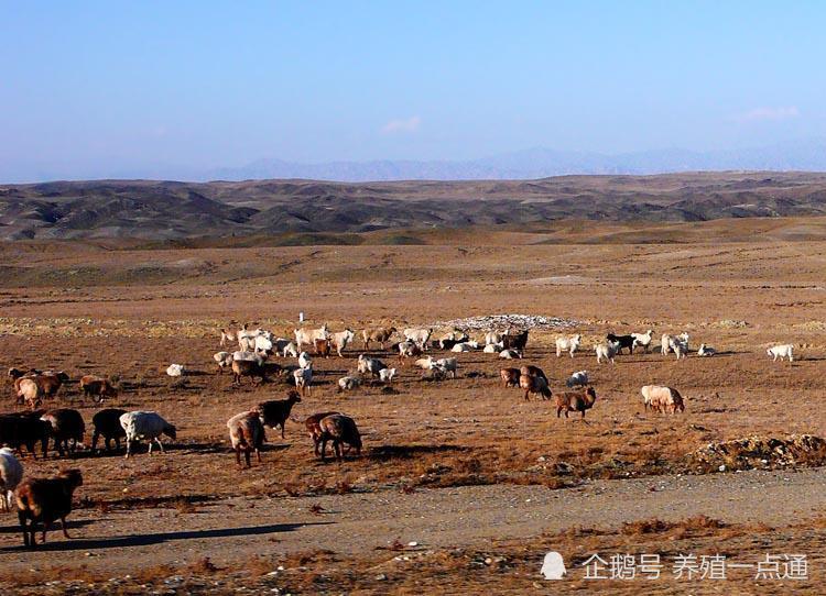 绒山羊养殖和315沙尘暴,中国育种在这里悄然崛起_腾讯新闻