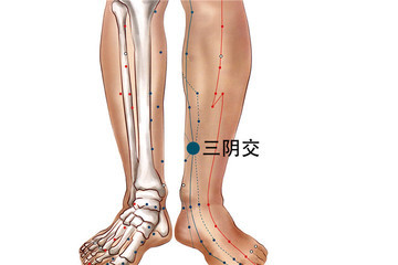 三阴交穴属足太阴脾经经脉的穴道,在人体小腿内侧,足内踝上缘三指宽