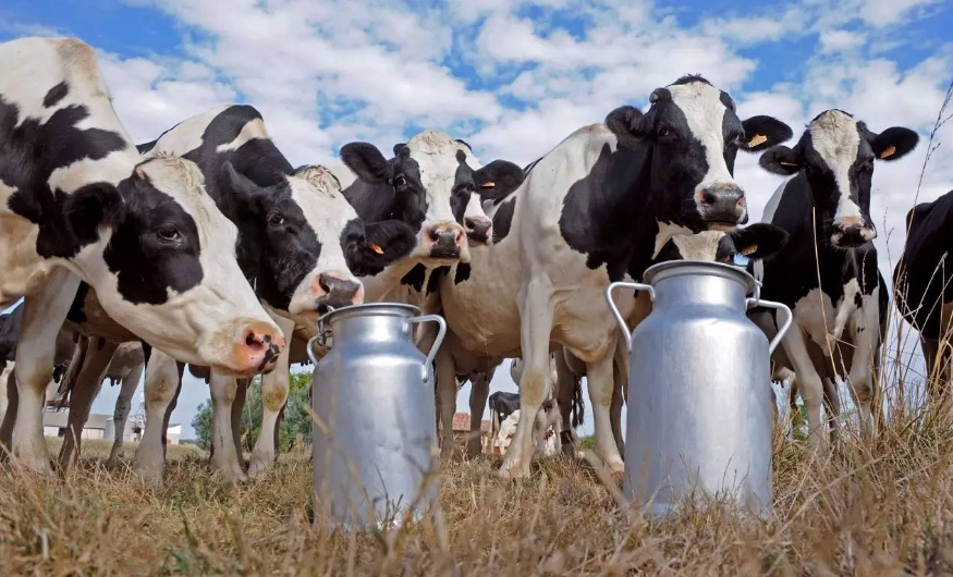 发现新西兰好营养:新西兰制造乳制品必须使用新西兰奶源