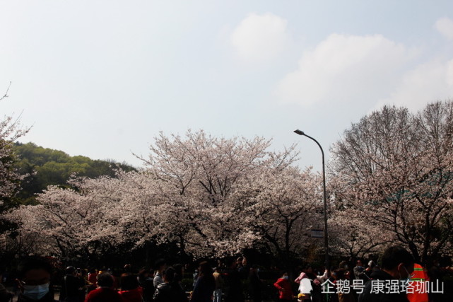街道口的风艺校 把乡愁点燃 不仅仅医患共赏樱花 人民也要求.