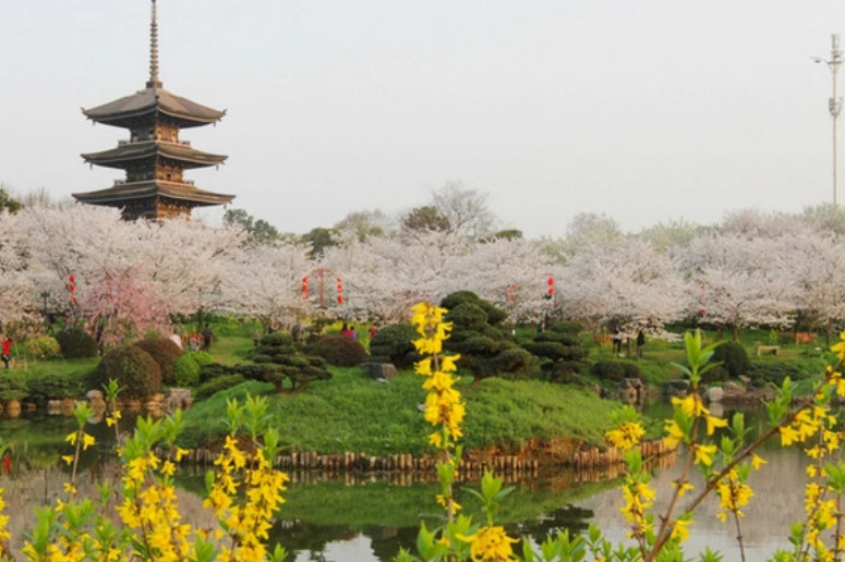 武汉一赏花胜地爆火,10000株樱花树盛开,与华盛顿州樱花园齐名